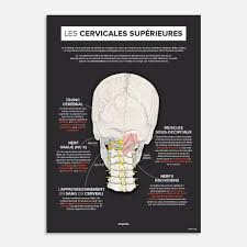 A cervical spinal cord injury prognosis is serious and includes paralysis. Les Cervicales Superieures Affiche Chiropratique