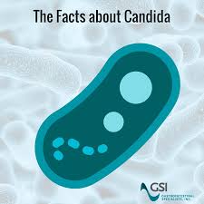 candida what is it and how does it
