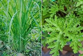 This plant is commonly found under several names other than citronella plants, such as. How To Care For Citronella Plant Gardening Dream