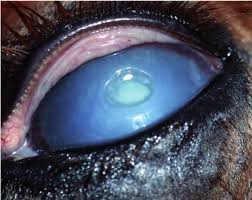 deep corneal ulcer in the left eye
