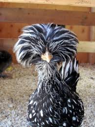 They also make good pets and i wouldn't have a flock without one or two orpingtons. Best Chicken Breeds For Pets The Cape Coop
