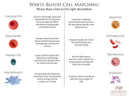 white blood cell matching