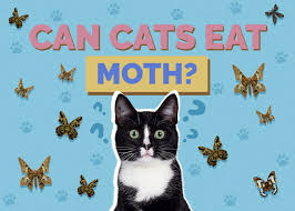 can cats eat moths vet reviewed facts