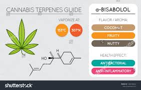 Cannabis Terpene Guide Information Chart Aroma Stock Vector