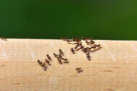 ants from your home using natural remes