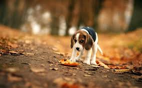 Download wallpapers Beagle, bokeh, puppy, dogs, autumn, pets, Beagle Dog, sad dog for desktop free. Pictures for desktop free