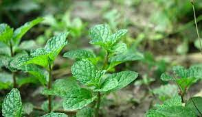 Peppermint Plant Facts Features