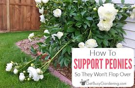 Peony Supports Tips For How To Keep