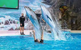dubai dolphinarium tickets dolphin