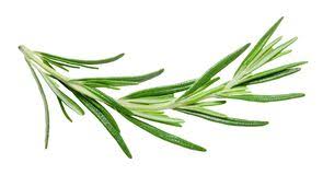 6+ Isolated rosemary sprig Free Stock Photos - StockFreeImages