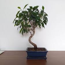 Фикус женшен представлява многогодишно растение, което може да се отглежда като саксийно. Bonsai Trees Balkan Bonsai