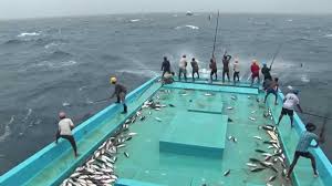 Image result for tuna longline fishing