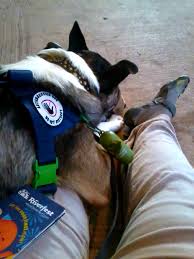 Image result for Good service dogs