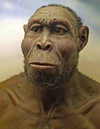 Homo Rudolfensis