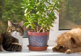 Pet Safe House Plants