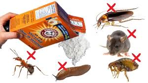 how to use baking soda to kill pests