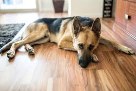 5 flooring options for homes with pets