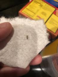 mother finds carpet beetle larva on son