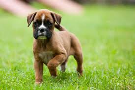 how much are boxer puppies the real cost