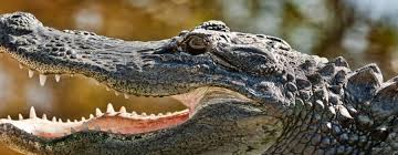 American Alligator | Reid Park Zoo