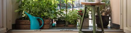 Top 10 Edibles To Grow On Your Balcony