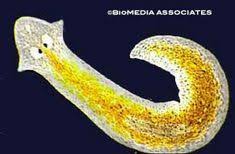 10 Best Phylum Platyhelminthes Images Sea Slug Sea