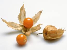 Image result for ground cherries