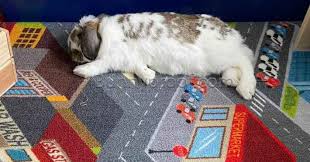 your bunny chewing your carpet