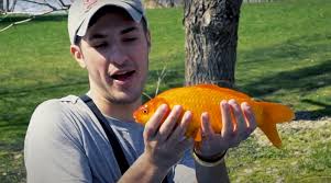 goldfish in the hudson river fish