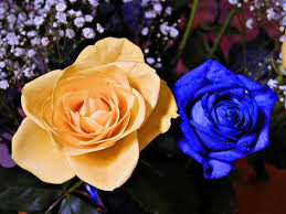 blue yellow rose free stock photos in