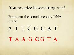 In nature complementarity is the base. Dna Replication Ppt Download