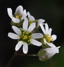 Draba verna L.