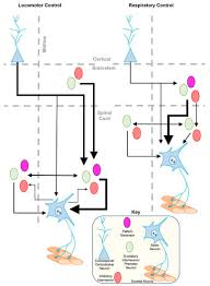 inhibitory synaptic influences