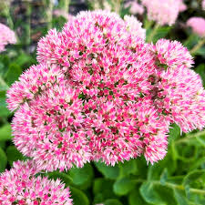 breck s pink autumn joy sedum plant in