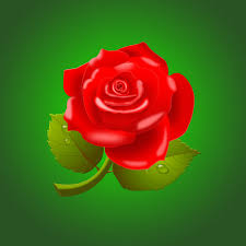 beautiful red rose psd material free