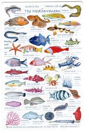 Guide To Mediterranean Sea Fish Fishes And Sealife Sea