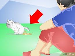 how to get your kitten to eat with