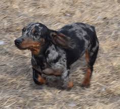 Ask questions and learn about dachshunds at nextdaypets.com. Impressive Doxies