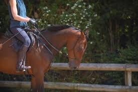 Riding Your Horse With A Bitless Bridle