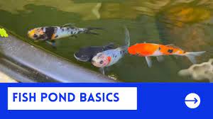 fish pond basics requirements for in