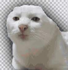 Named after a grey patch on his head that soon disappeared smudge made his internet debut on tumblr in june 2018. White Cat Meme Gifs Tenor