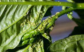 aphids on pepper plants here s what to