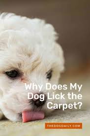 stop your dog from licking the carpet
