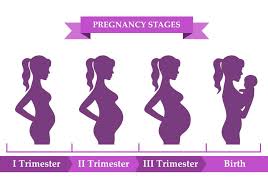 Stages Of Pregnancy Month By Month Trimesters