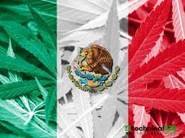 El año pasado, en méxico, el senado de la república aprobó en lo general la regulación tanto del consumo como del comercio de la marihuana para fines lúdicos y medicinales. Mexico Is Quietly On The Edge Of Nation Wide Cannabis Legalization Technical420 Technical420