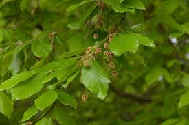 how to grow and care for american beech