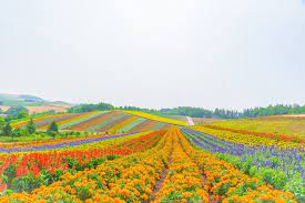 5 best flower fields to visit in