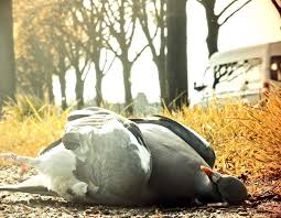 dead pigeon meaning what does it mean