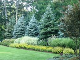 Privacy Trees And Shrubs For Zones 5