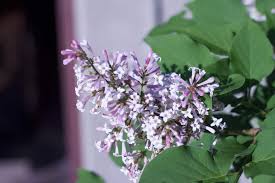 We did not find results for: 23 Different Types Of Lilacs For Your Garden Home Stratosphere